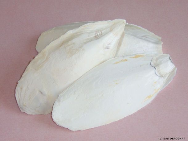 OS DE SEICHE * LE PAQUET DE 5 OS BELLE DIMENSION 15 / 20 cm