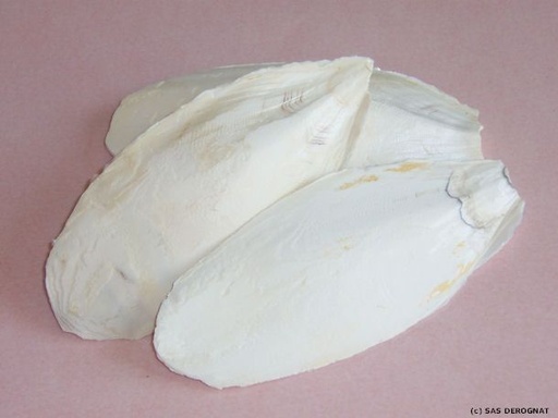 [OS246350] OS DE SEICHE * LE PAQUET DE 5 OS BELLE DIMENSION env 20 cm