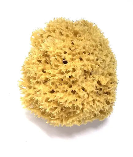 [EPG7C] EPONGE NATURELLE GERBY 1° CHOIX 